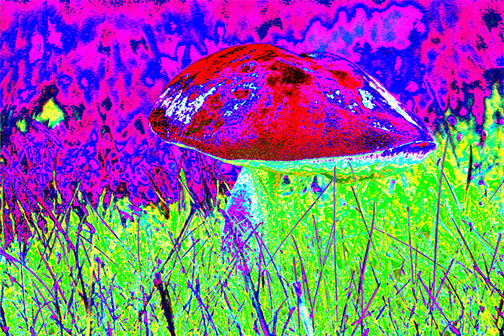 psychedelic mushroom